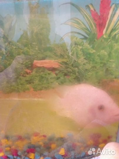 Аквариум с рыбкой