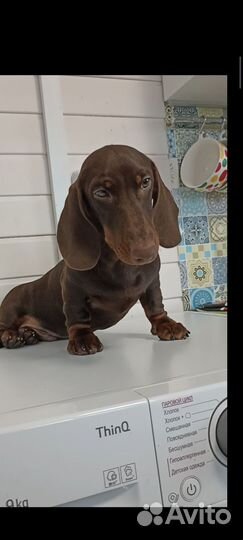 Такса стандартная щенок