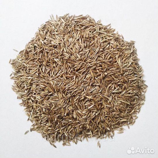 Райграс пастбищный