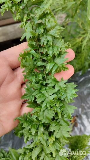 Папоротник