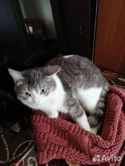 Кошечка
