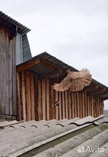 Продажа голубей