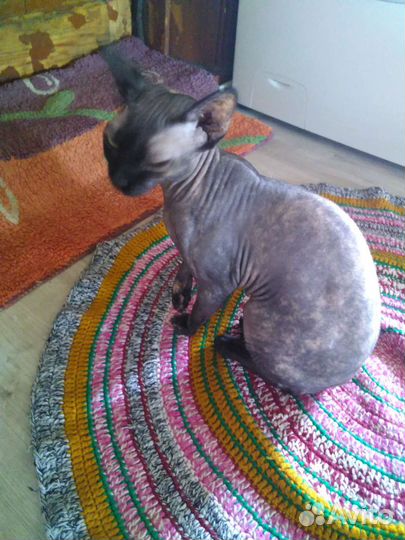 Канадский сфинкс