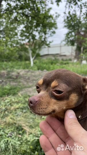 Собака для вязки