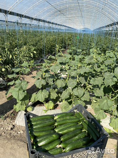 Фермерские продукты огурец помидор