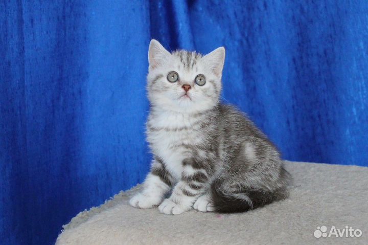 Британские котята