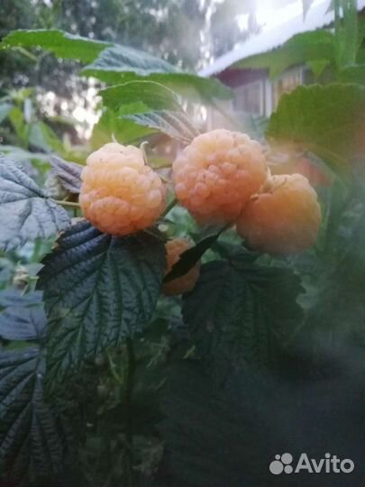 Саженцы Малина желтая