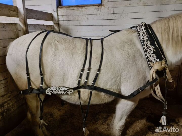 Упряж на лошадь