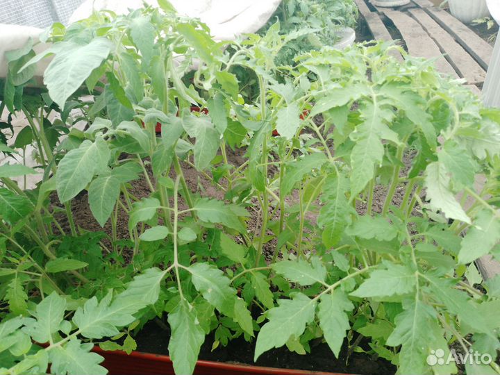 Рассада помидоры, огурцы, баклажаны, перцы