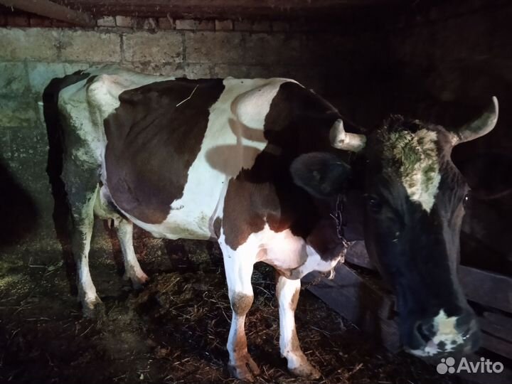 Корова дойная