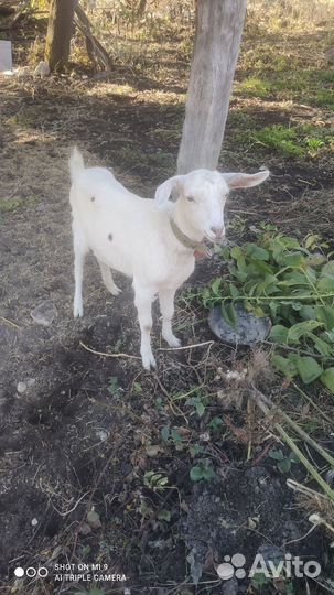 Продаются козы
