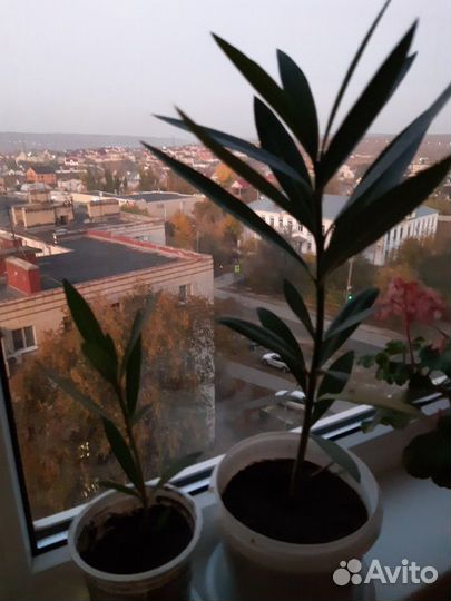 Олеандр, лантана,папоротник