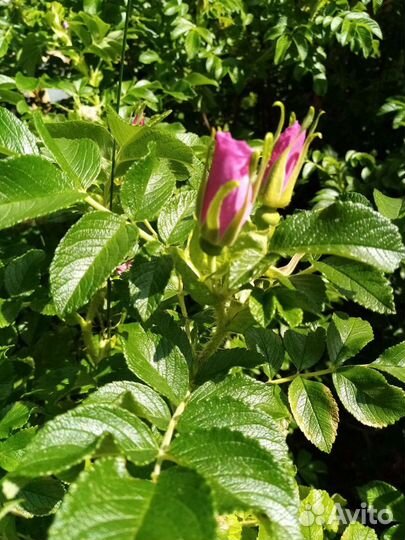 Китайская роза, малина красная и жёлтая смородина