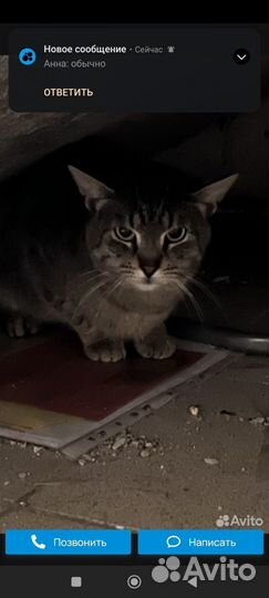 Кот под лестницей