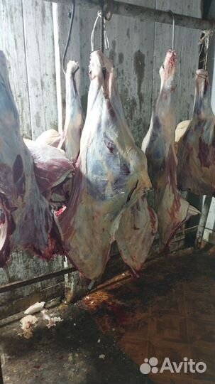 Мясо говядина