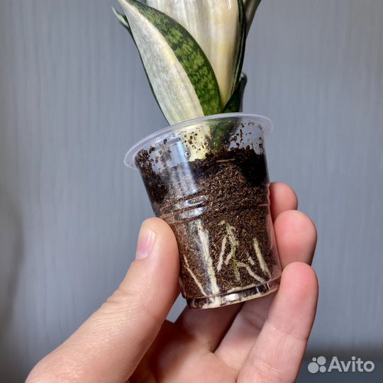 Сансевиерия сортовая
