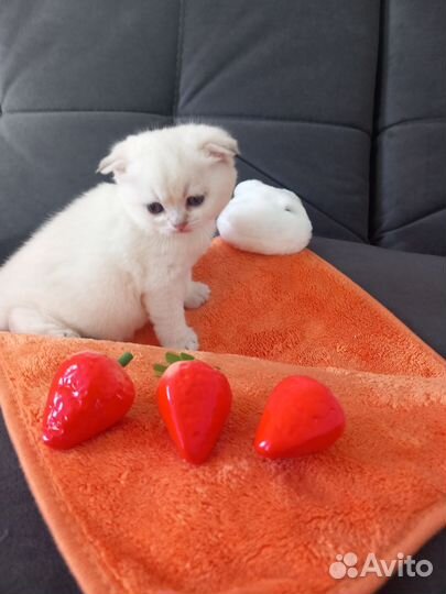 Шотландские котята