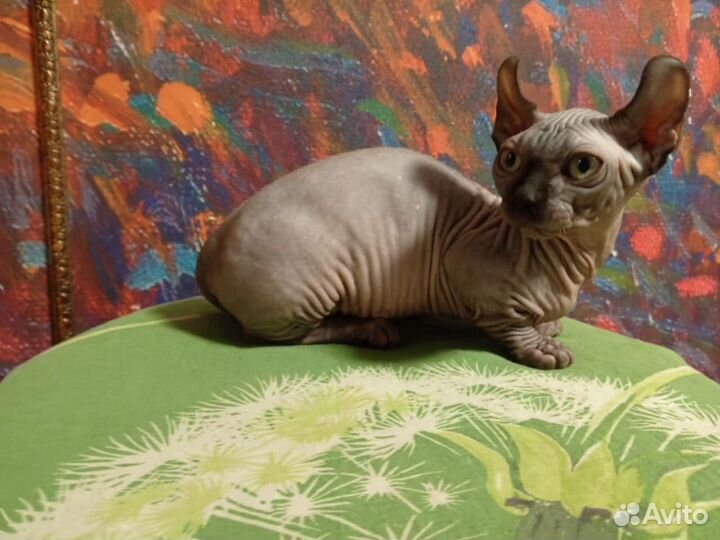 Бамбино, двэльф, эльф