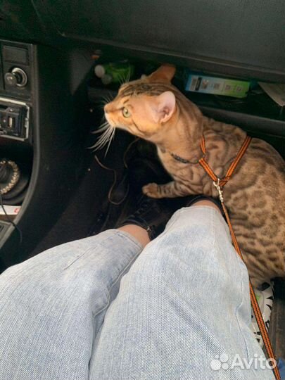 Бенгальский кот вязка