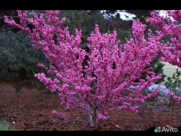 Церсис саженцы