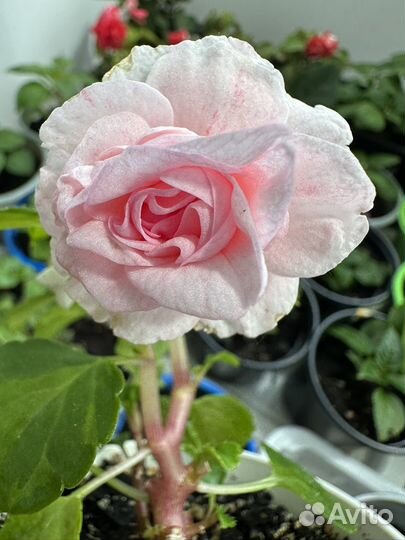 Бальзамин 8 махровых сортов