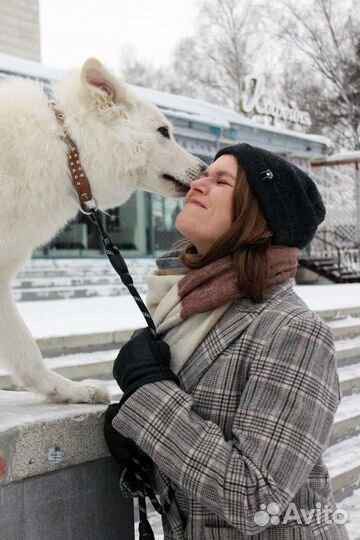Корректирующая дрессировка собак и кошек