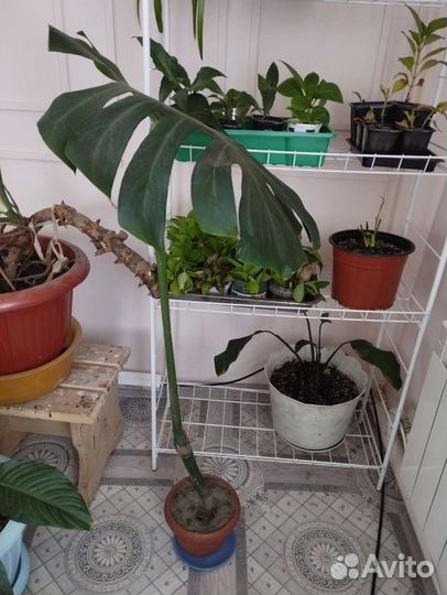 Фикус бамбино,Монстера,Спатифиллум,Корилус