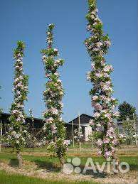 Абрикос колонна саженцы