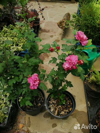 Гибискусы сирийские древовидные