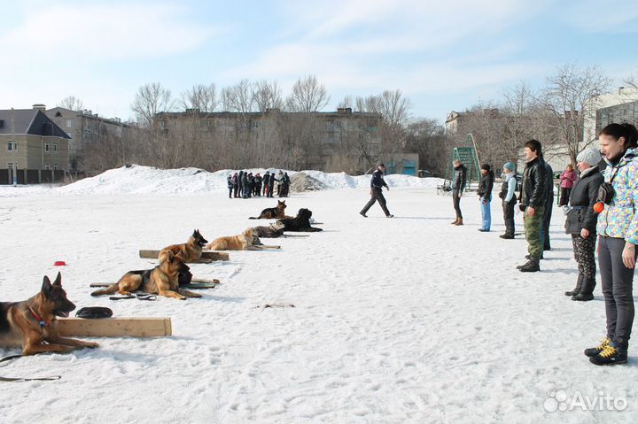 Дрессировка и воспитание собак