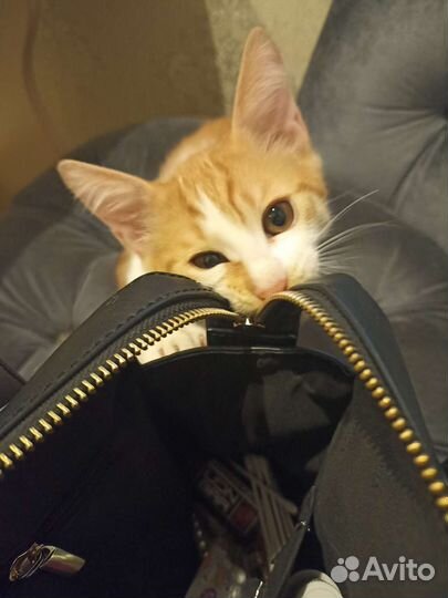 Котята в добрые руки бесплатно