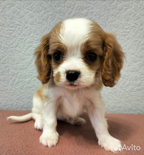 Кавалер Кинг Чарльз спаниель девочки
