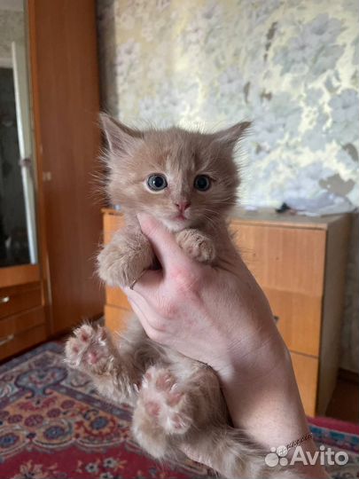 Котята Мейн-кун