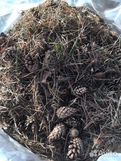 Опад сосновый (иголки, шишки)