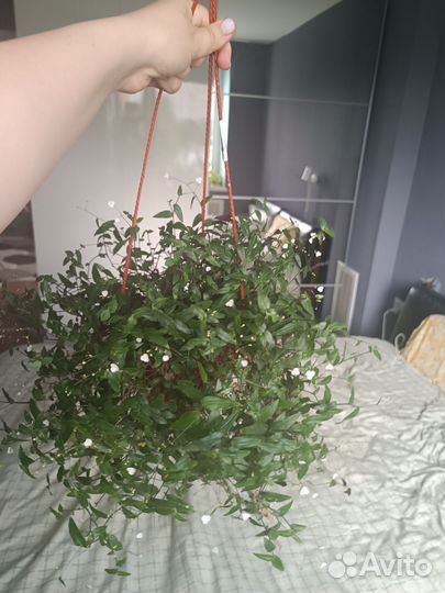 Традесканция фата невесты