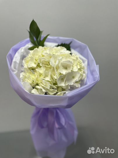 Гортензия в нежной упаковке