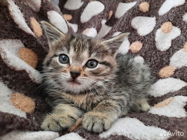Котята