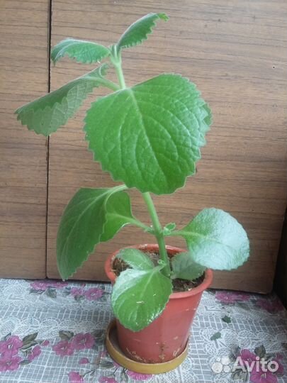 Домашняя мята