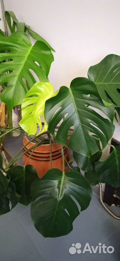 Монстера и шефлера