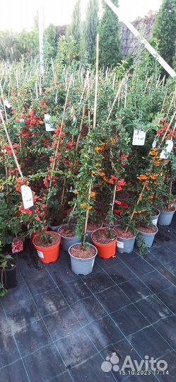 Саженцы плодовых деревьев и кустарников