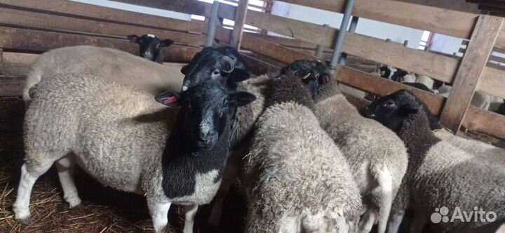 Бараны Дорпер для разведения
