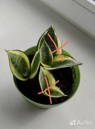 Сансевиерия Ханни Голд, детки