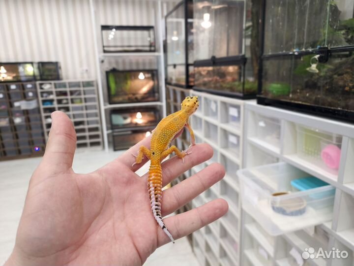 Ящерица Эублефар, яркие гекконы-малыши