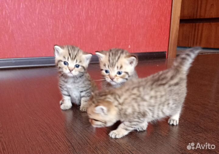 Шотландские котята