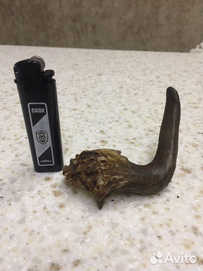 Рог молодого оленя