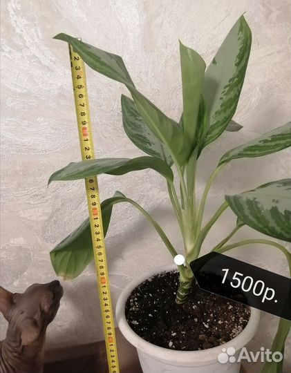 Домашние растения