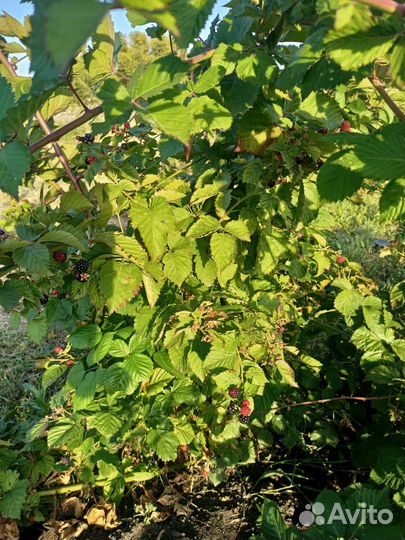 Саженцы ежевики бесшиповной