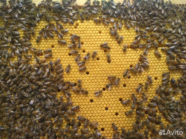 Пчелосемьи