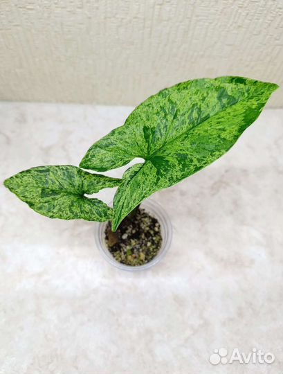 Сингониум Моттлед