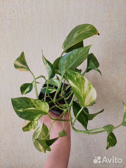 Эпипремнум Золотистый